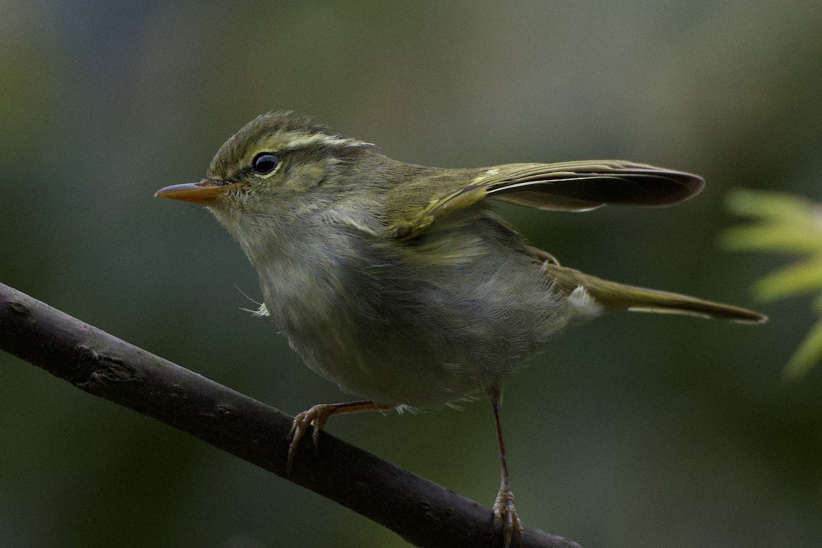 Claudia's Leaf Warbler - ML617211509