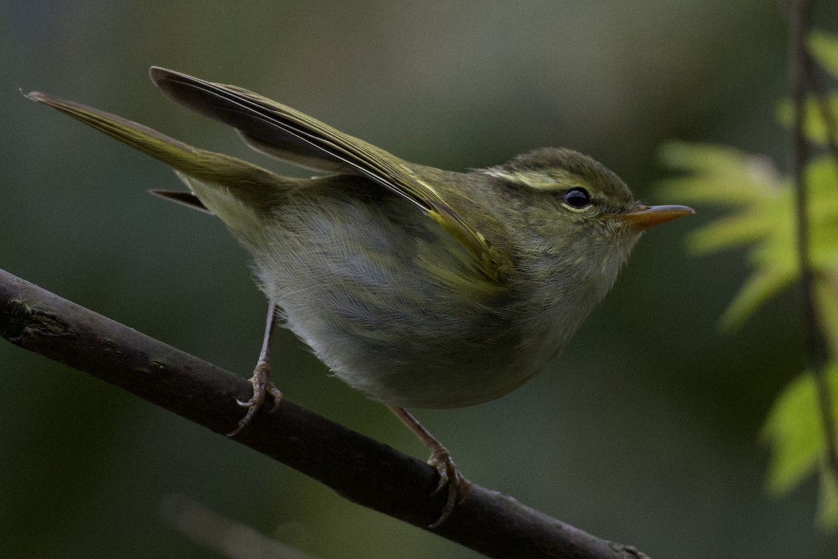 Mosquitero de Claudia - ML617211510