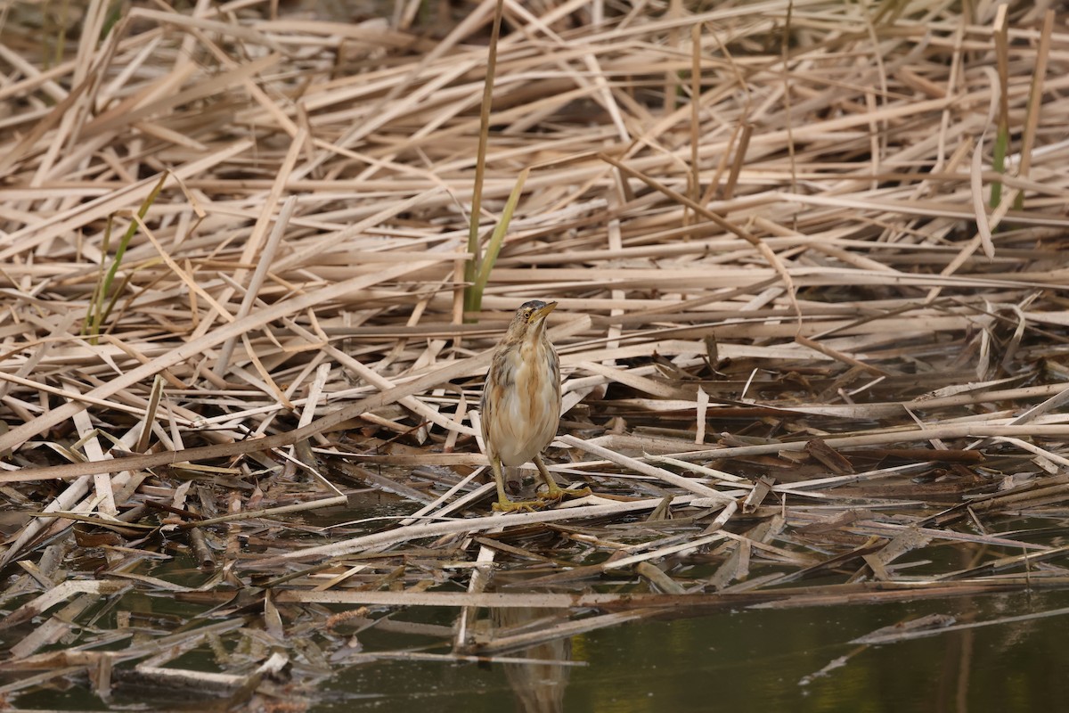 Little Bittern - Brandon Stidum