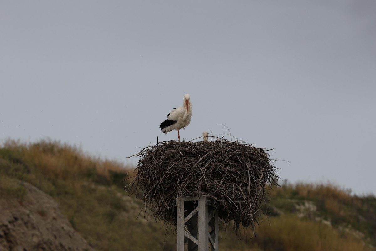 White Stork - Brandon Stidum