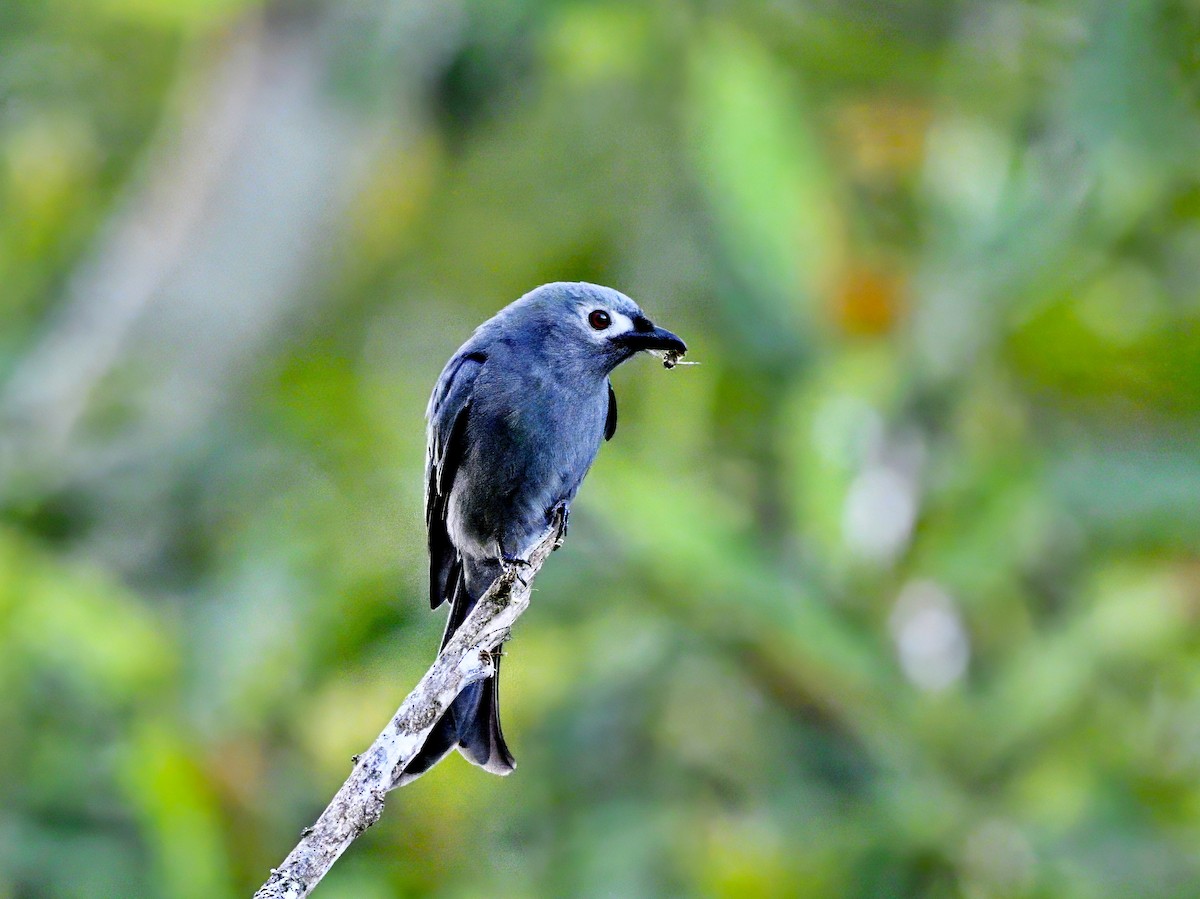 Ashy Drongo - Amar-Singh HSS