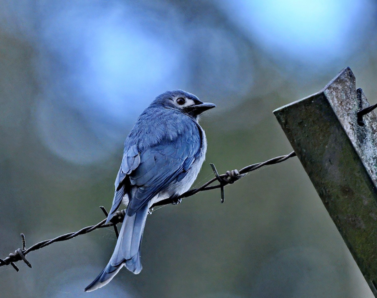 Drongo Cenizo - ML617211528