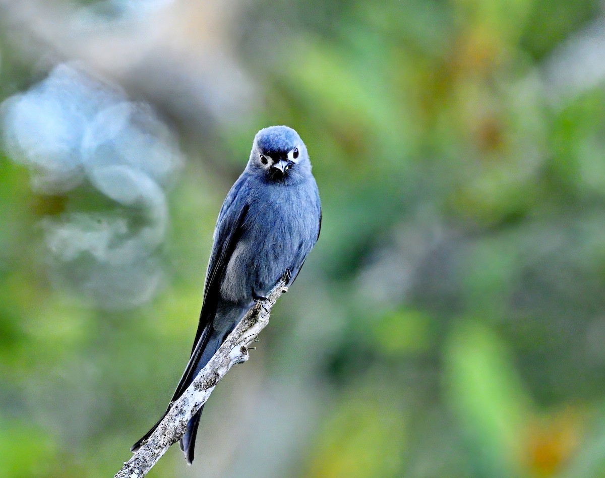 Ashy Drongo - Amar-Singh HSS