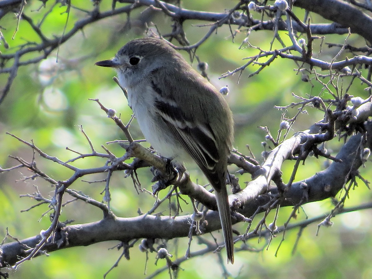 Dusky Flycatcher - ML617211610