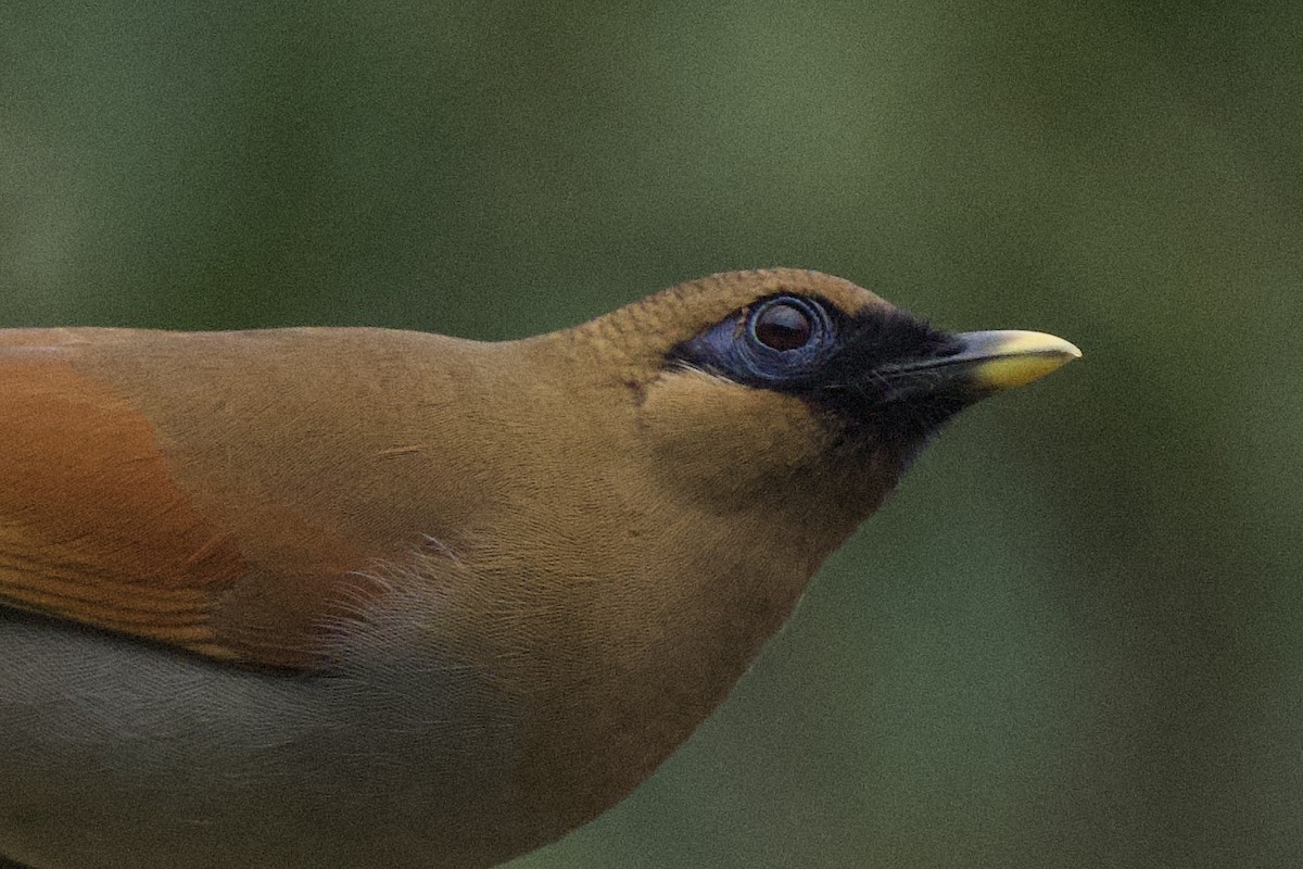 Buffy Laughingthrush - ML617211619