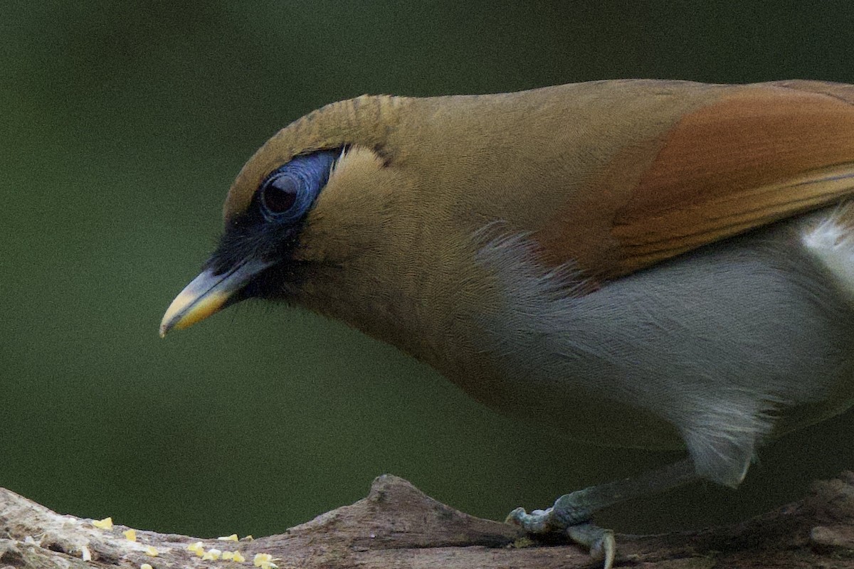 Buffy Laughingthrush - ML617211620