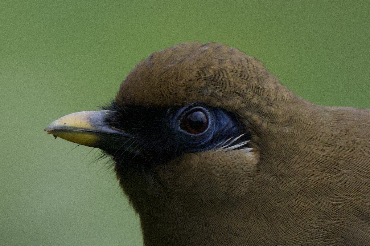 Buffy Laughingthrush - ML617211621