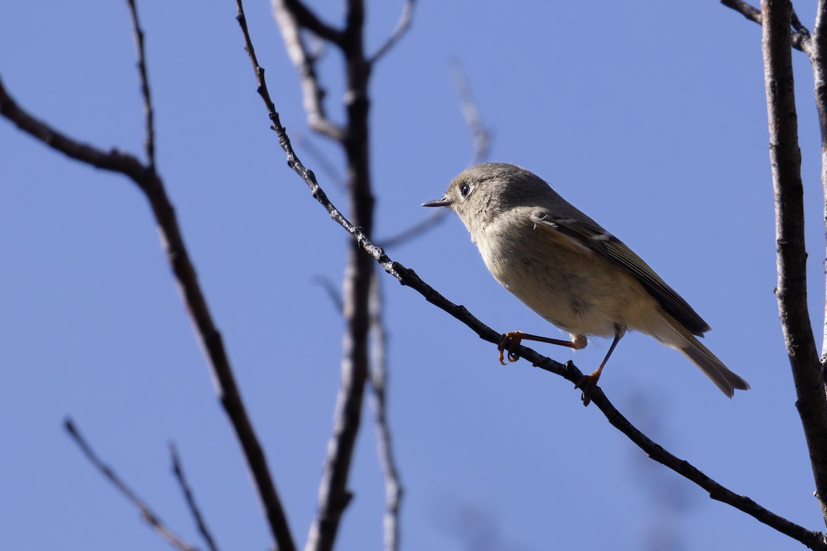 Ruby-crowned Kinglet - ML617211627