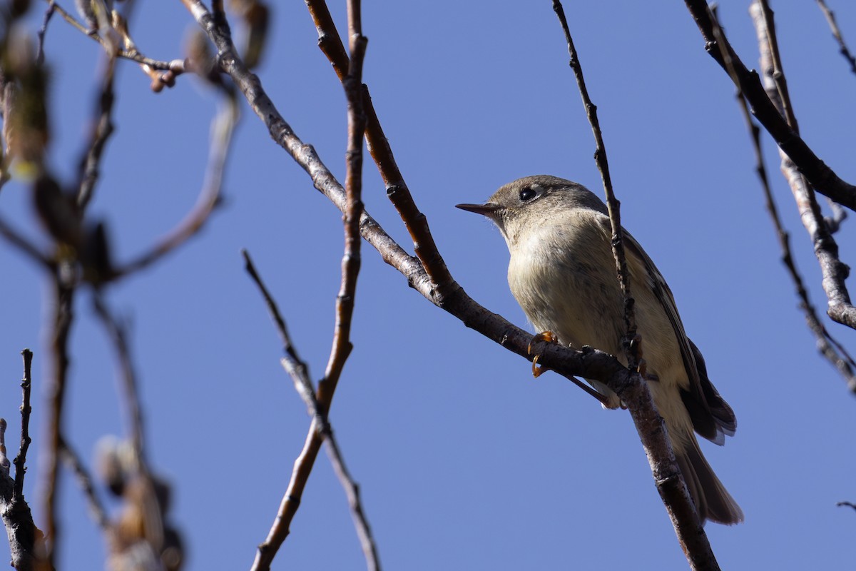 Ruby-crowned Kinglet - ML617211628