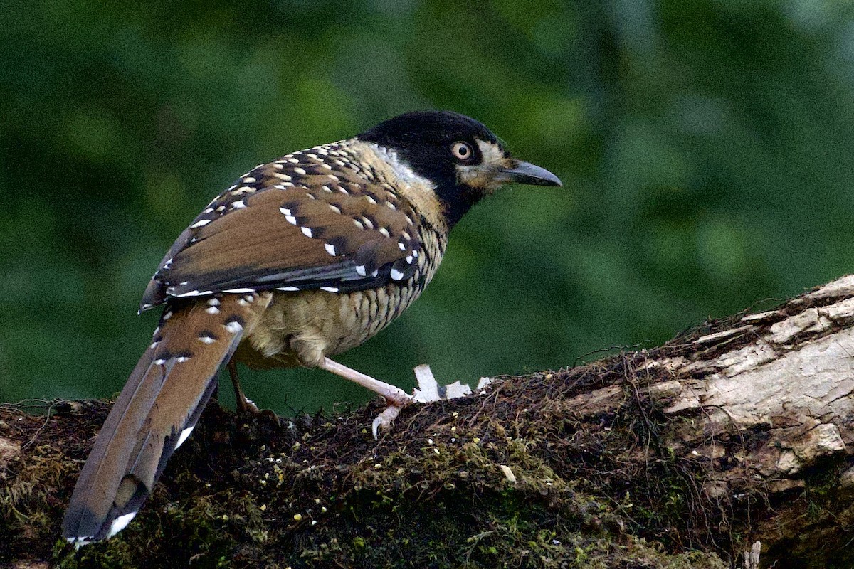 Spotted Laughingthrush - ML617211634