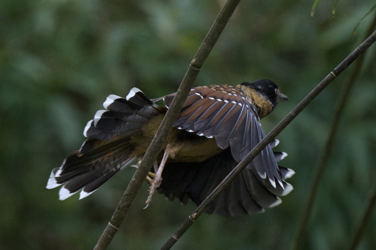 Spotted Laughingthrush - ML617211635