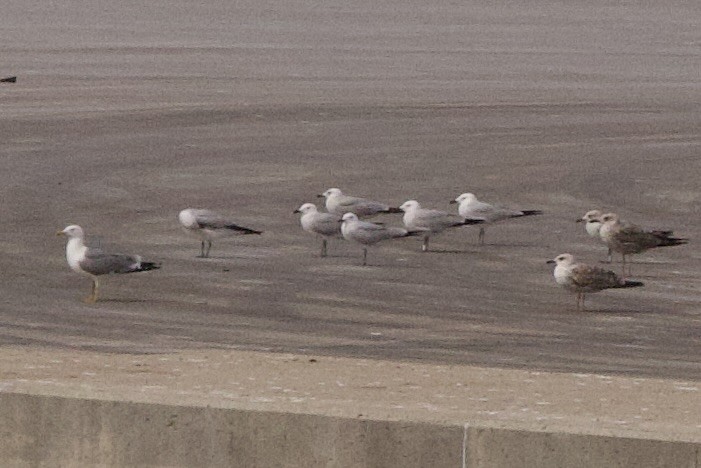 Audouin's Gull - John Bruin