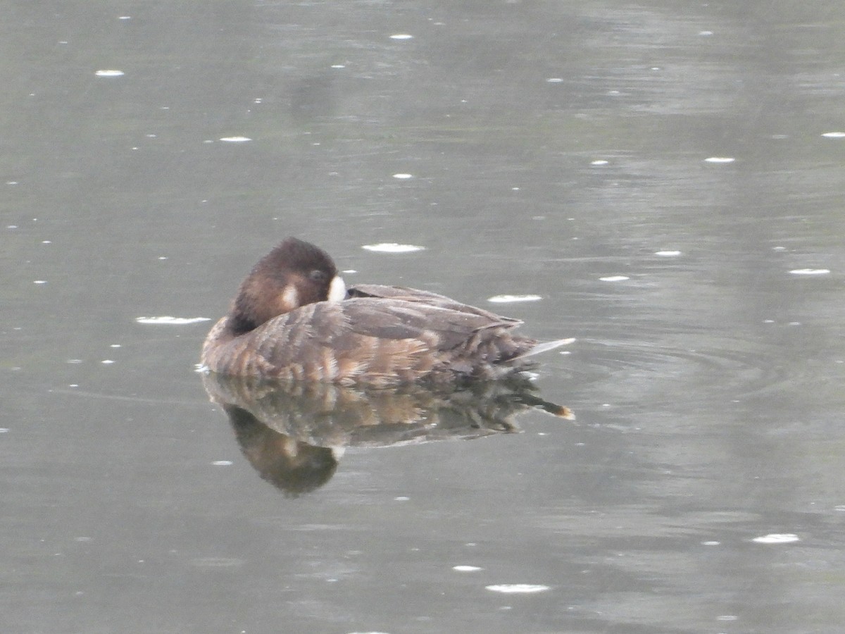 Lesser Scaup - ML617211657