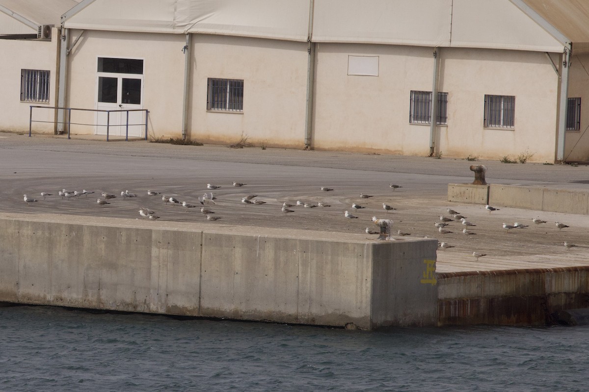 Gaviota/Gavión sp. - ML617211663