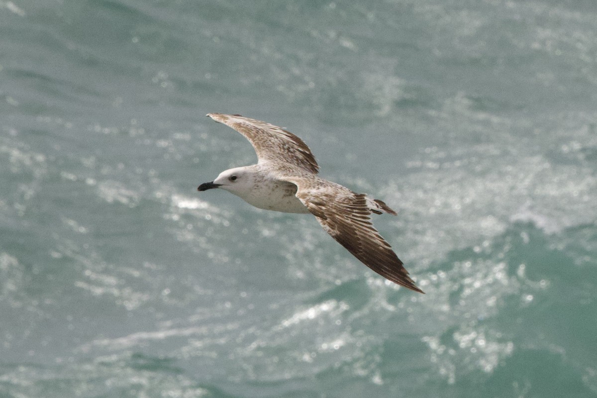 Yellow-legged Gull - John Bruin