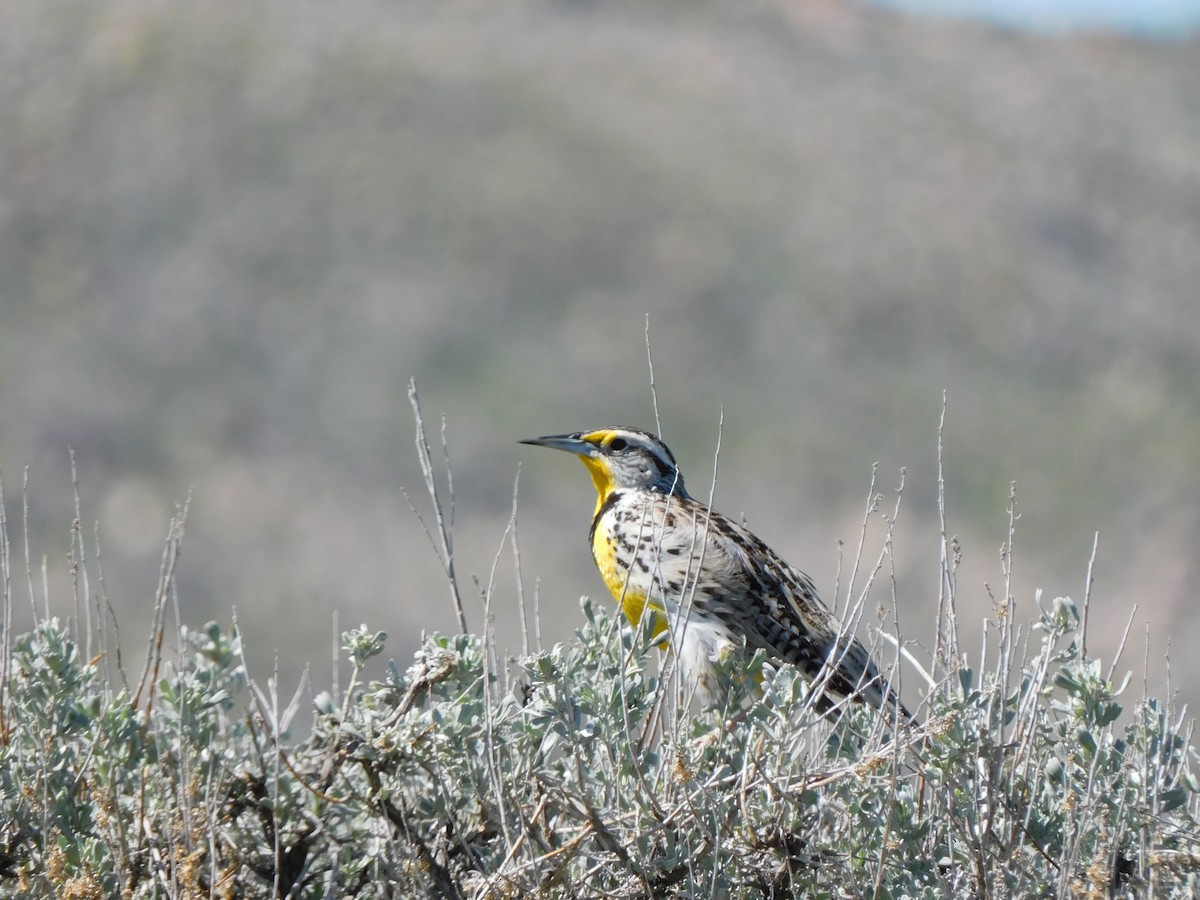 Western Meadowlark - Ivan  Richardson