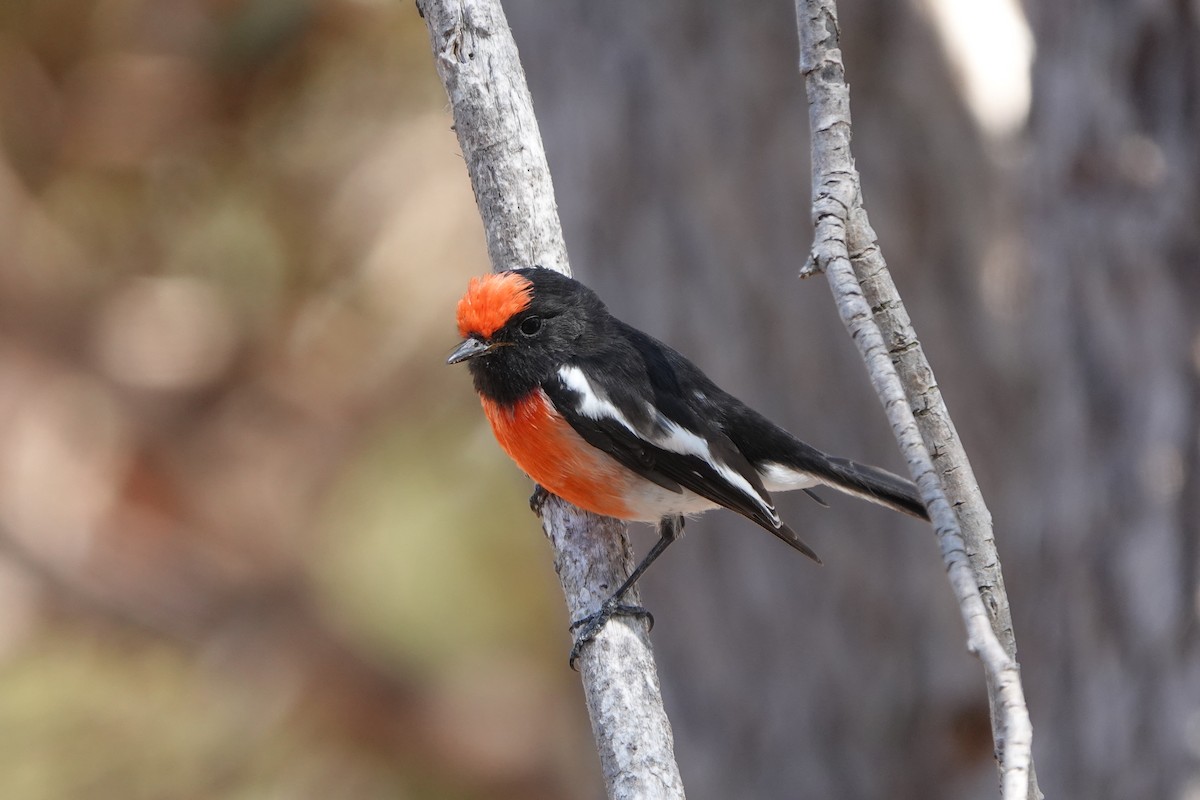 Red-capped Robin - ML617211770