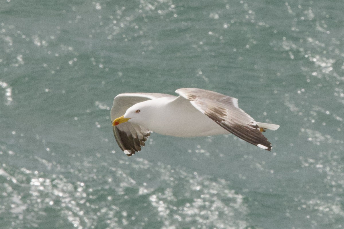 Yellow-legged Gull - John Bruin