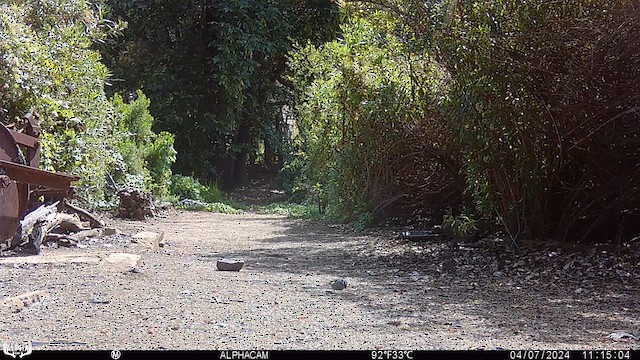 White-crowned Sparrow (Dark-lored) - ML617211828