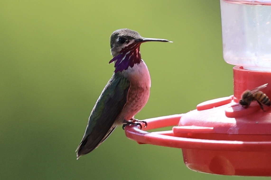 Calliope Hummingbird - ML617211858