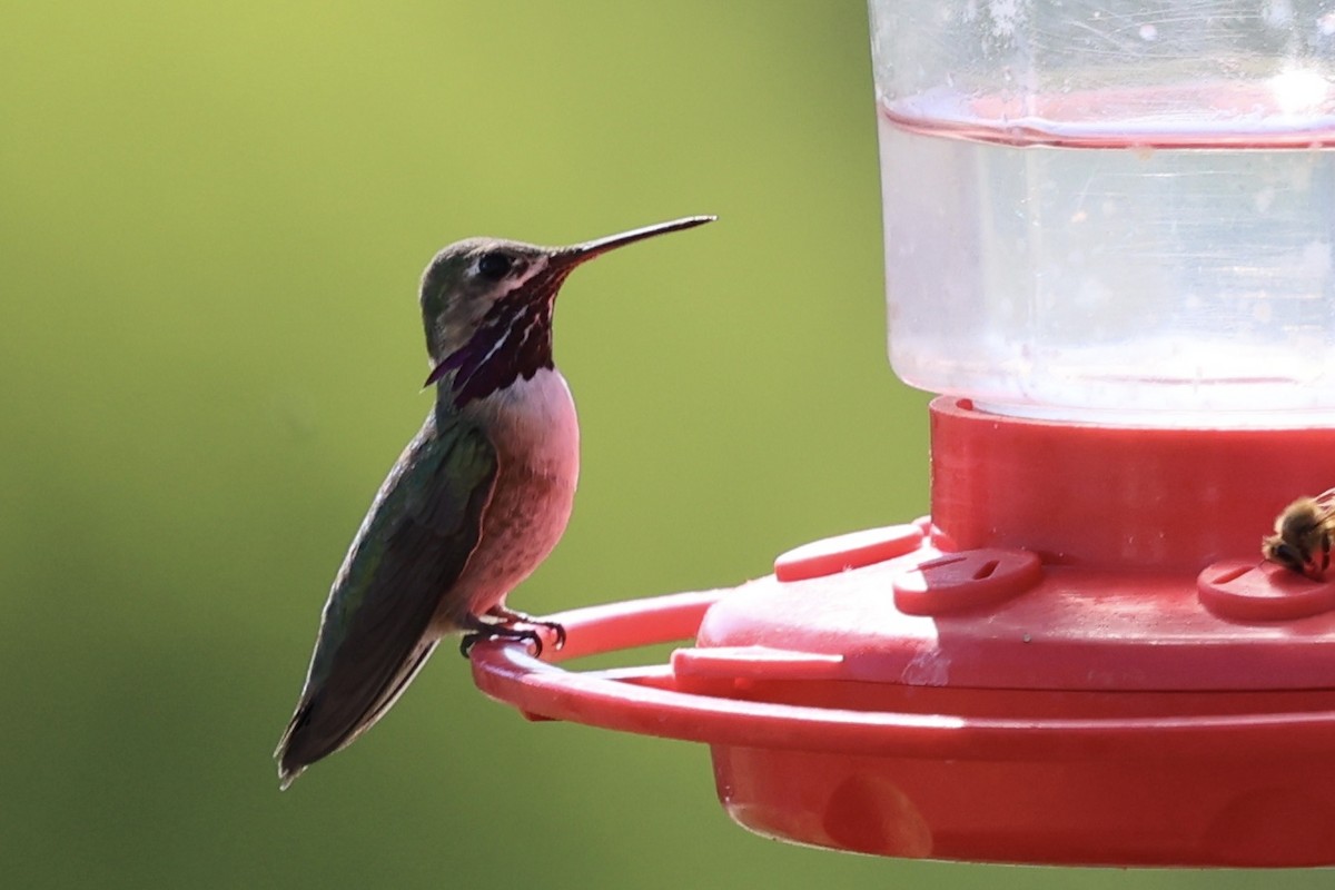 Calliope Hummingbird - ML617211859