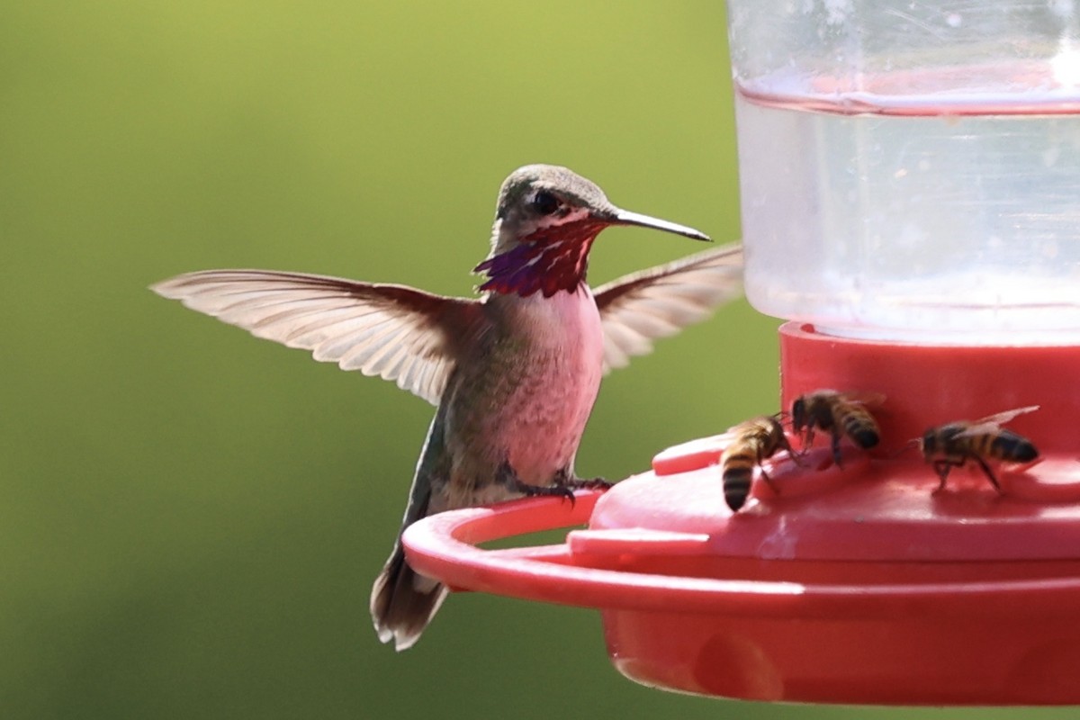 Calliope Hummingbird - ML617211860