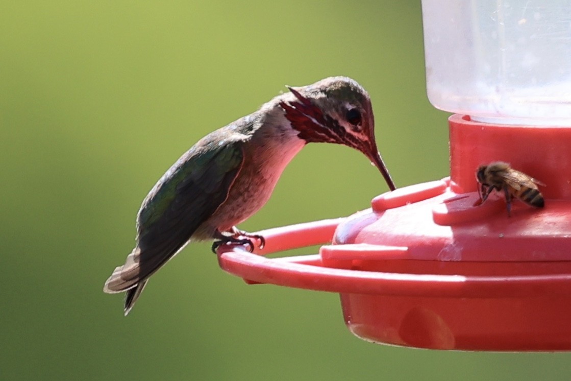 Calliope Hummingbird - ML617211861