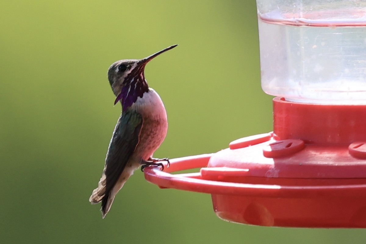 Calliope Hummingbird - ML617211862