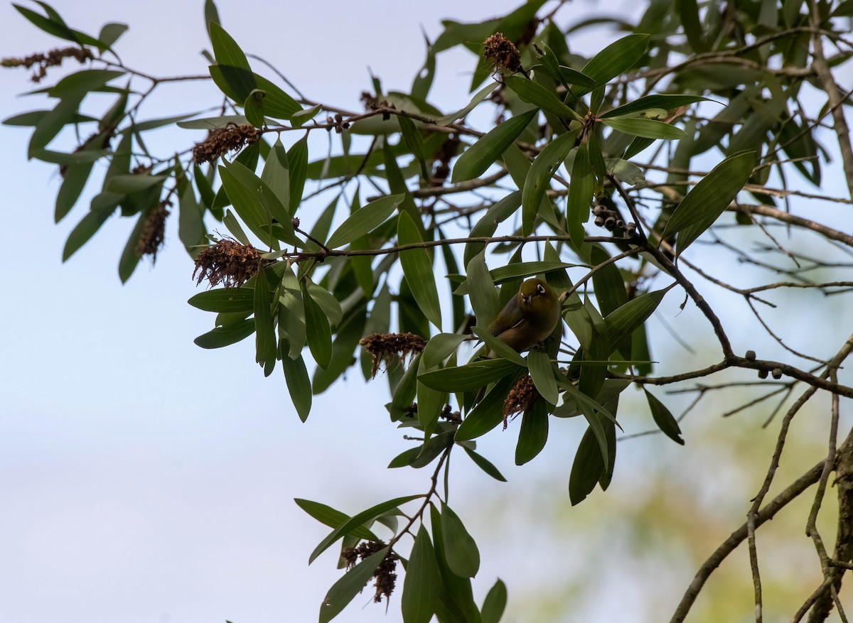 Silvereye - ML617211870