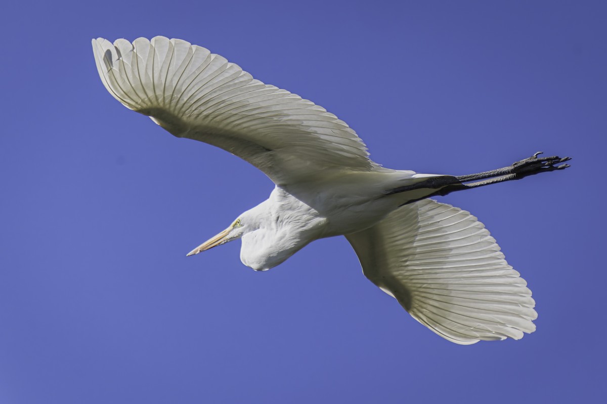 Great Egret - Gordon Norman