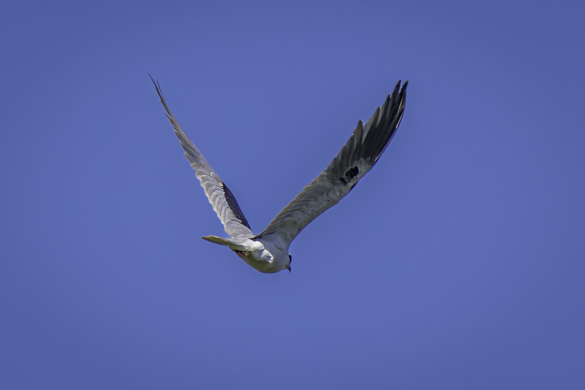 White-tailed Kite - Gordon Norman