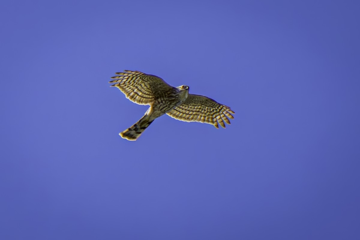 Sharp-shinned Hawk - ML617211953