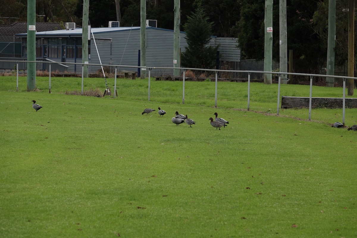 Maned Duck - ML617211958