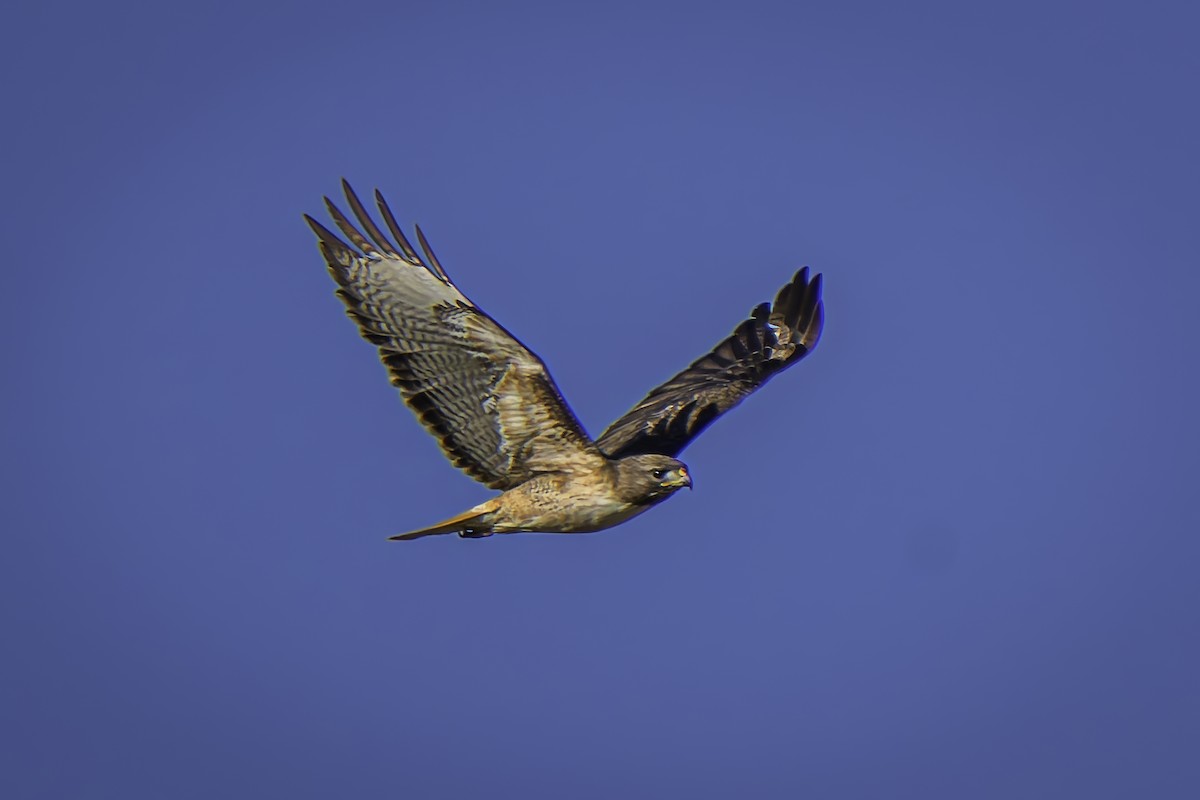 Red-tailed Hawk - ML617211964