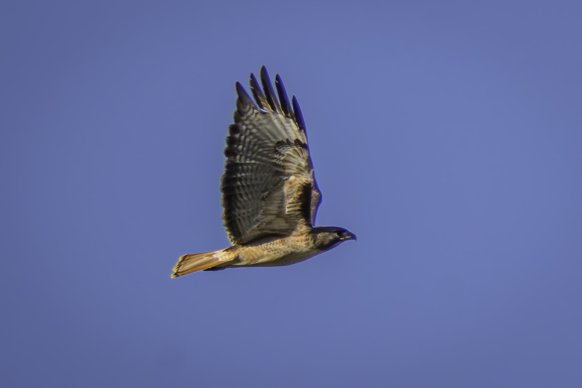 Red-tailed Hawk - ML617211965