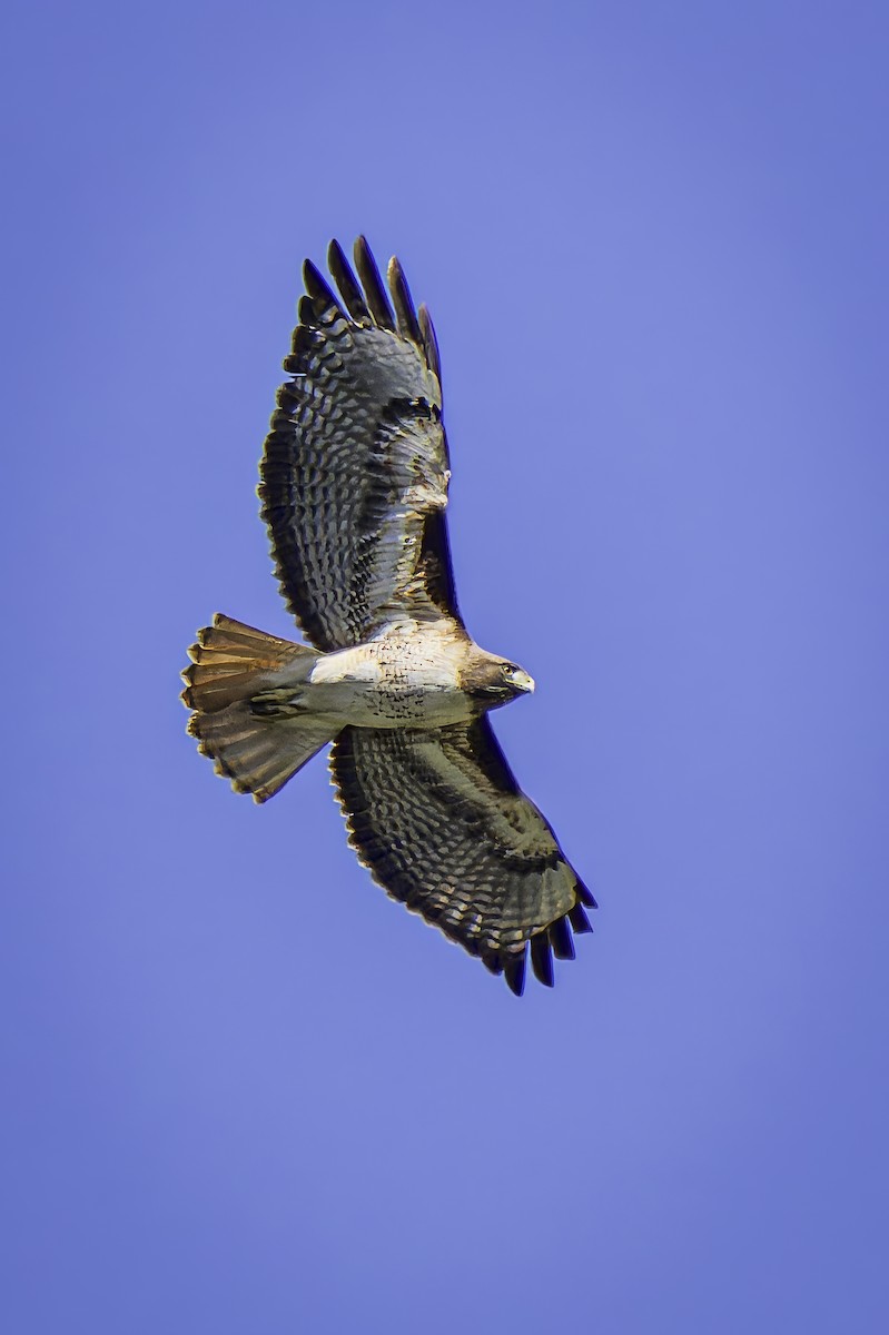 Red-tailed Hawk - ML617211966