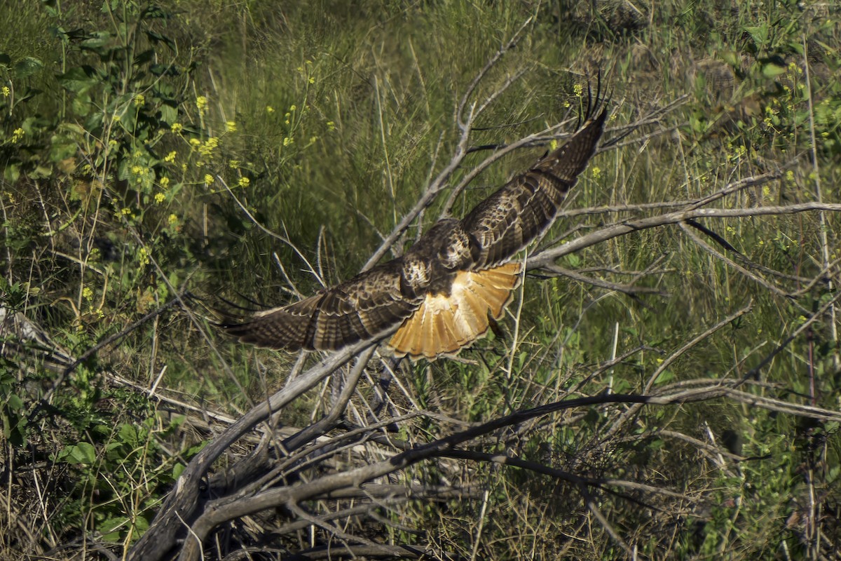 Red-tailed Hawk - ML617211967