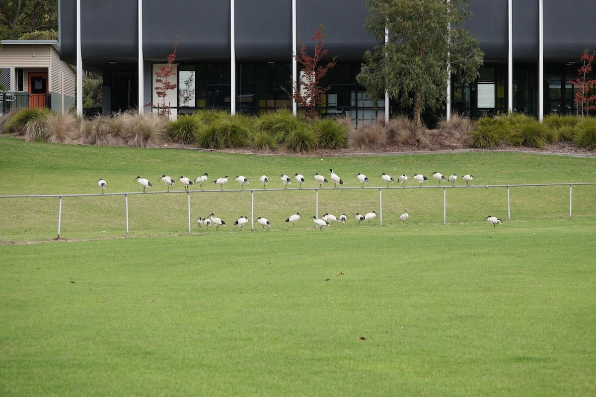 Australian Ibis - ML617211977