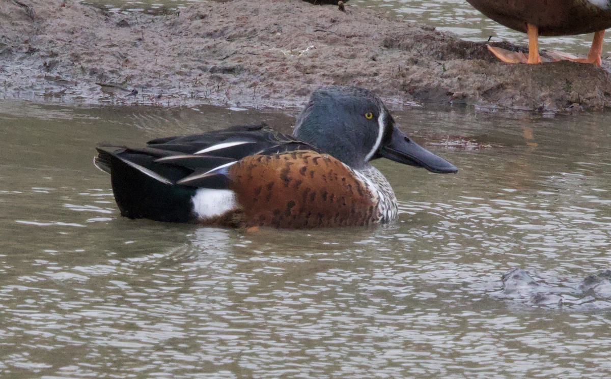 Australasian Shoveler - ML617211995