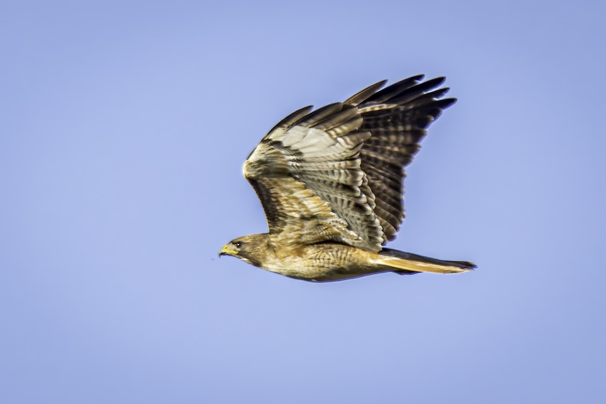 Red-tailed Hawk - ML617211999