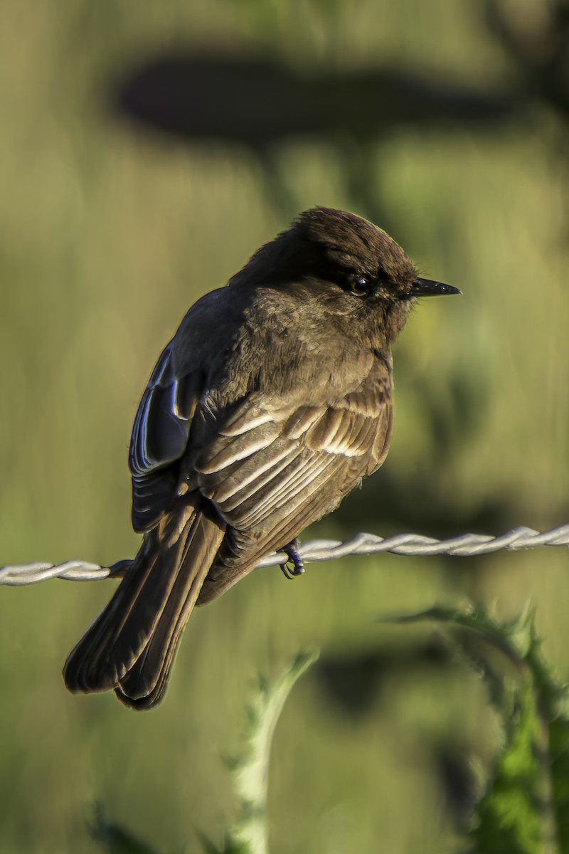 Black Phoebe - ML617212003