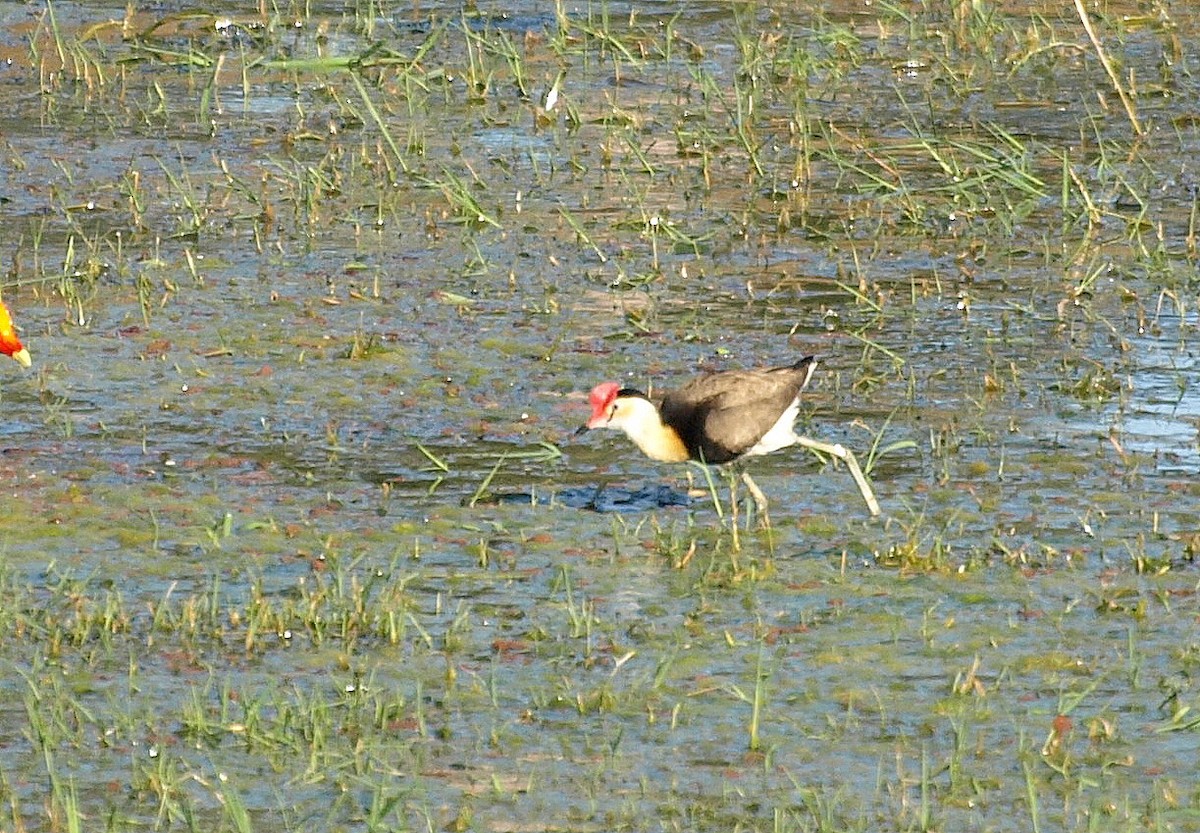 Jacana à crête - ML617212022