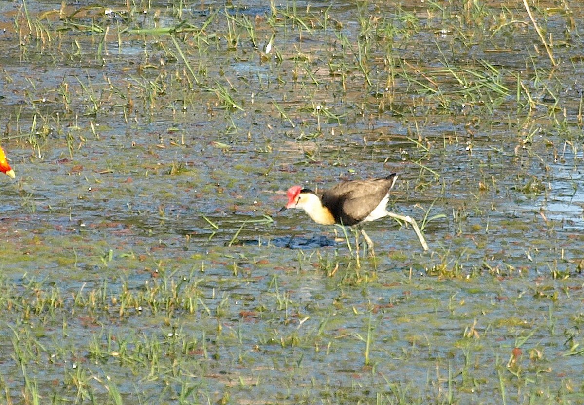 Jacana Crestada - ML617212022