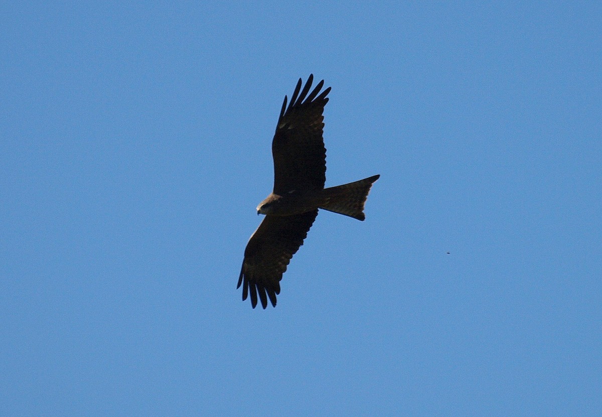 Black Kite - ML617212034