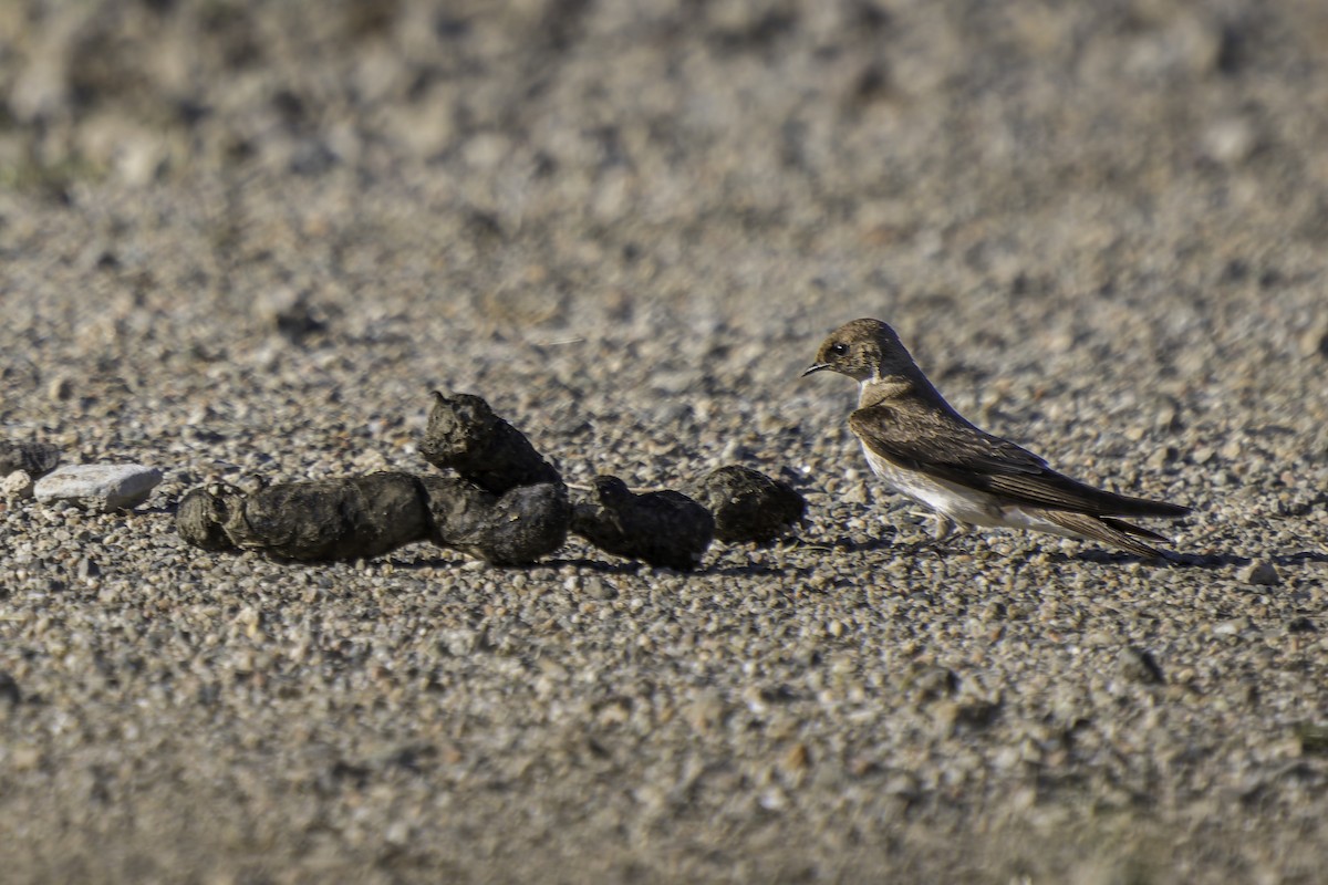 Northern Rough-winged Swallow - ML617212045
