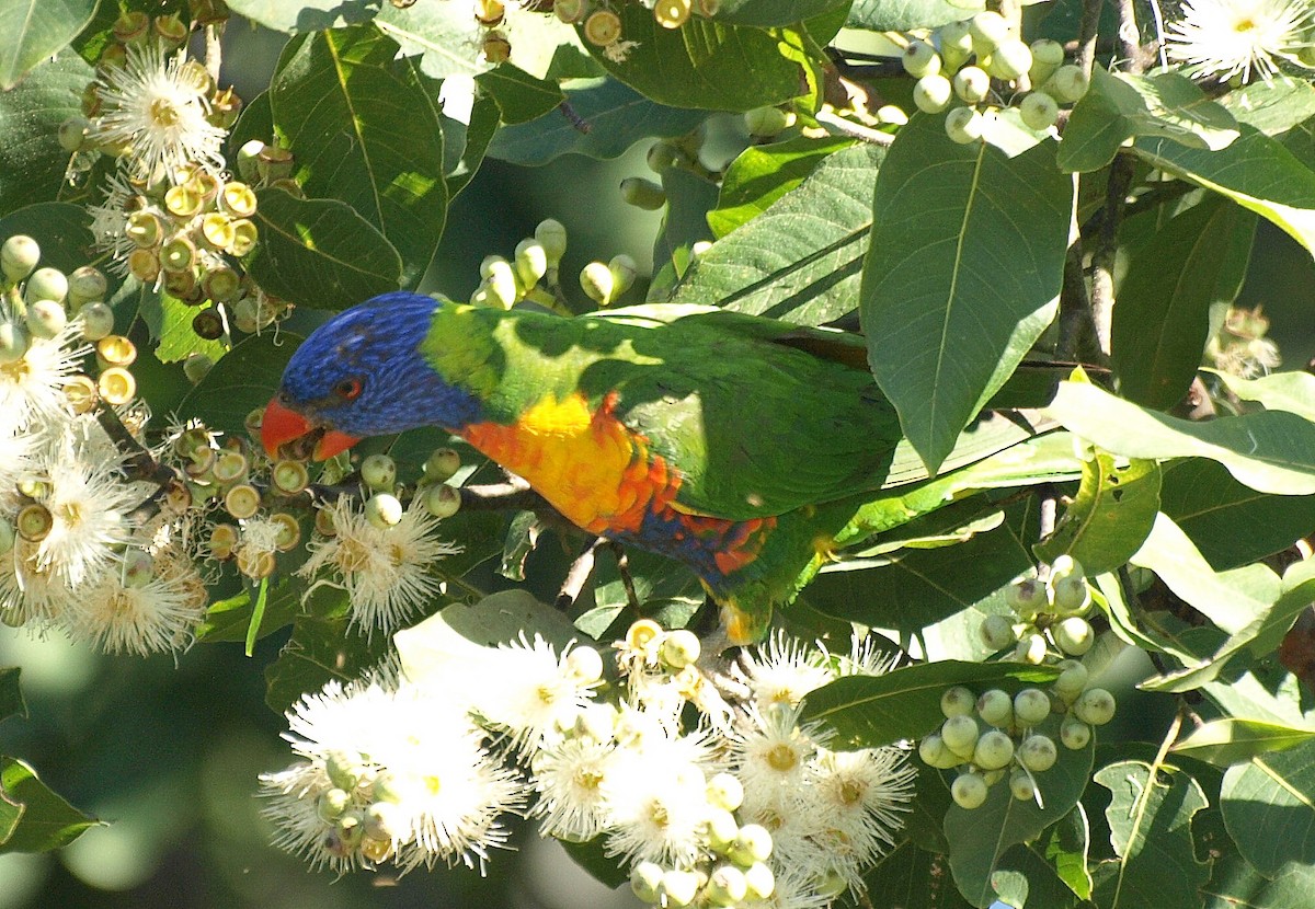 Rainbow Lorikeet - ML617212048