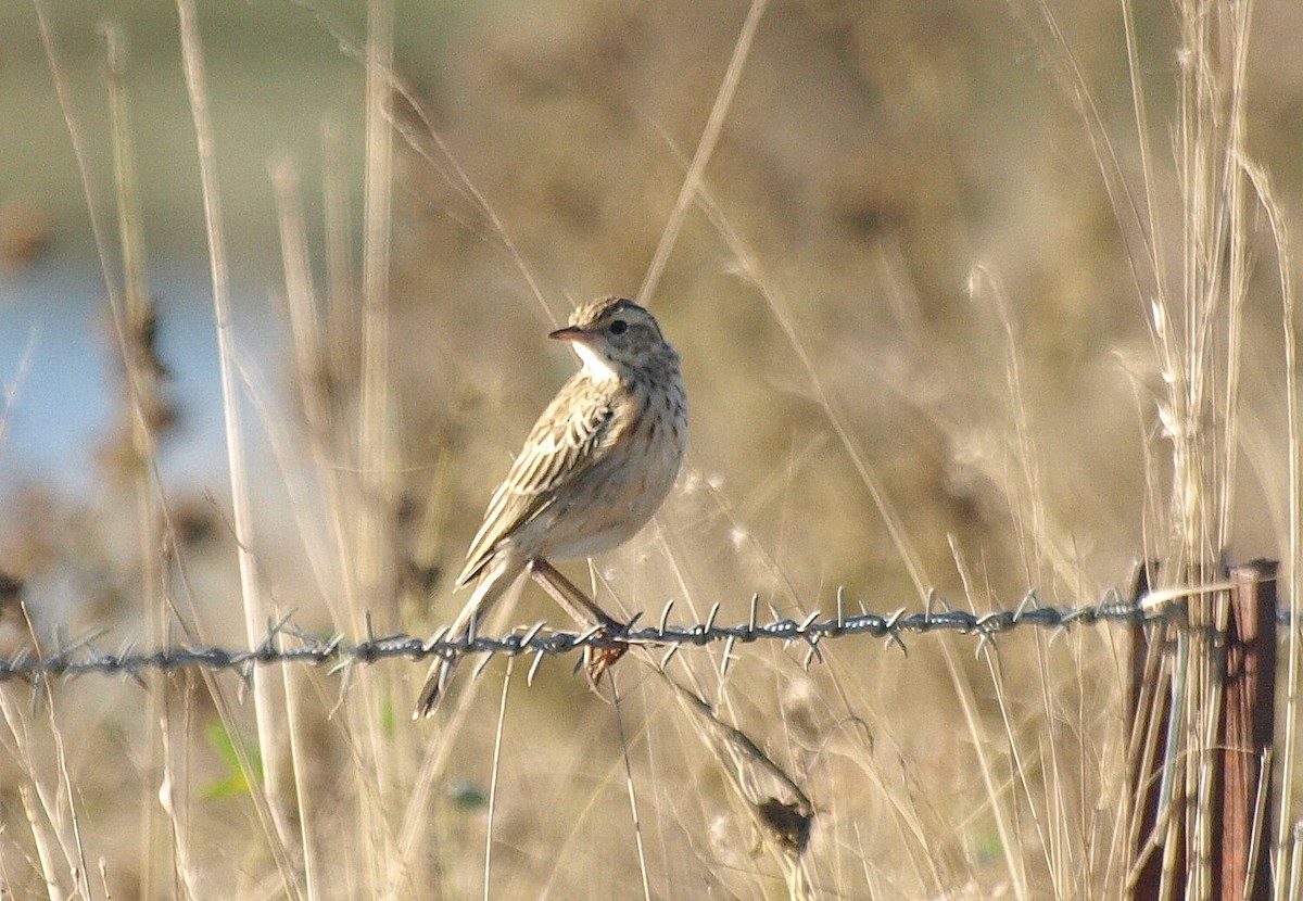 Australian Pipit - David  Mules