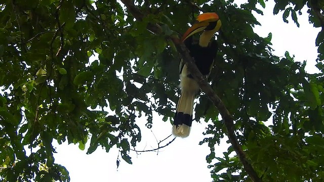 Great Hornbill - ML617212085