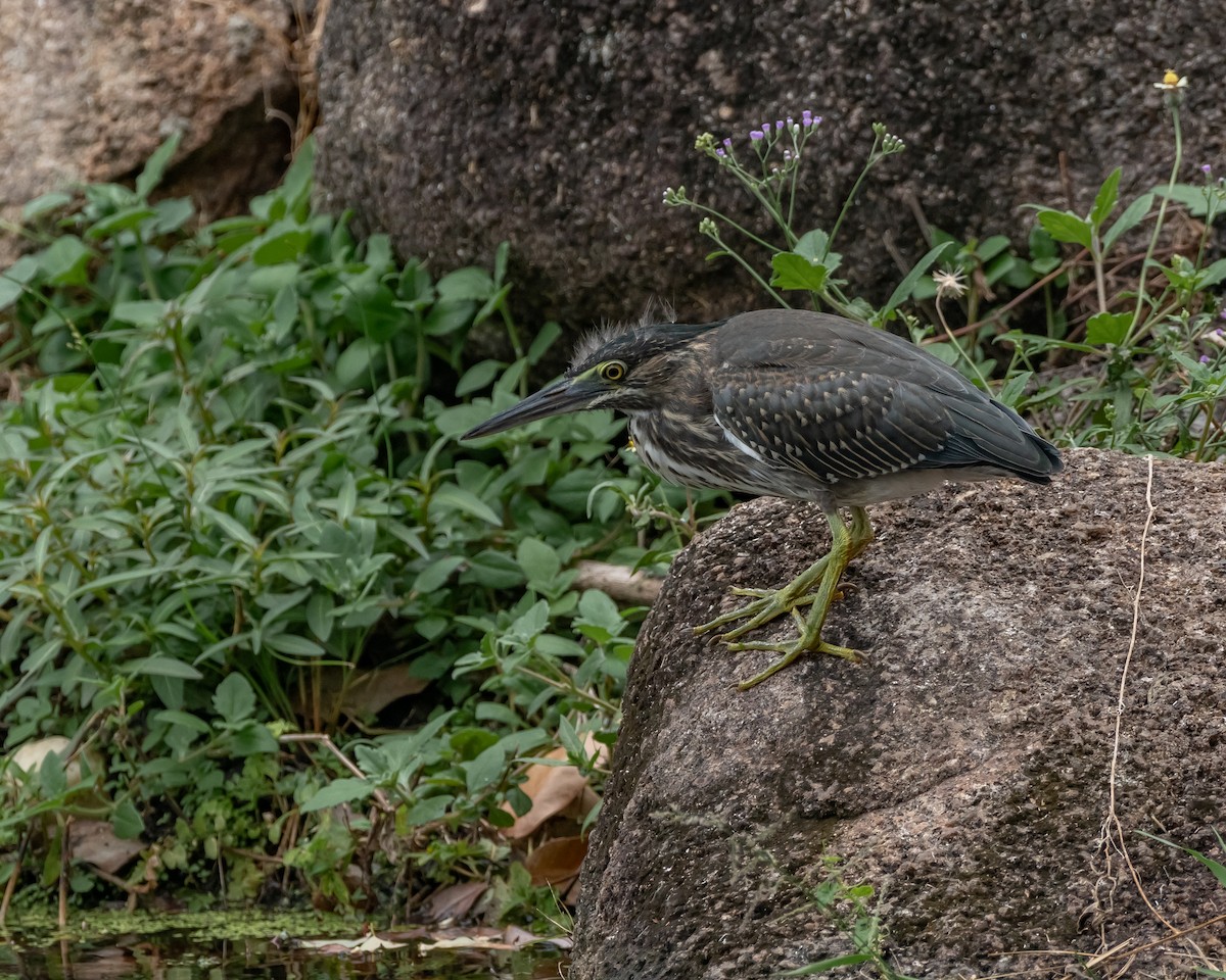 Striated Heron - ML617212107