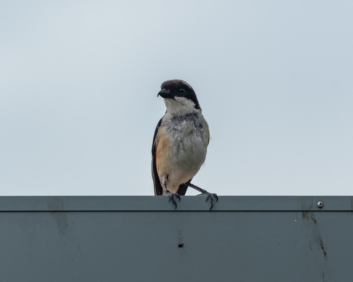 Long-tailed Shrike - ML617212113